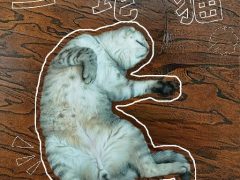 一坨笨猫的头像 - 数字指南